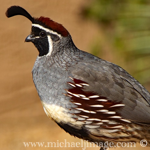 Quail
Rio Verde, AZ. Quail
Rio Verde, AZ.